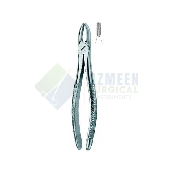 Incisors and Cuspids 1