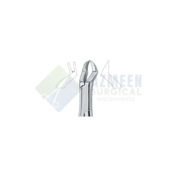  Nevius Molars , Left 88L