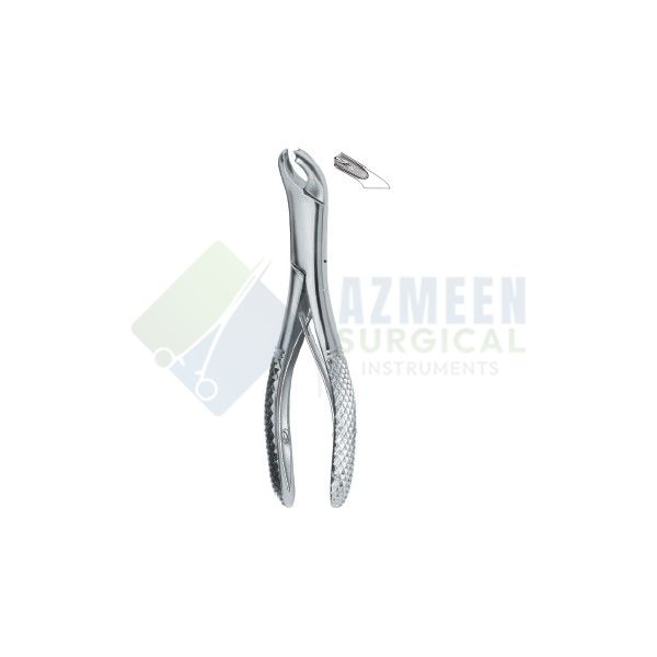 Molars 17SK