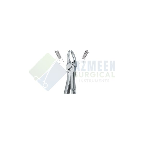 Molars , Left 39L